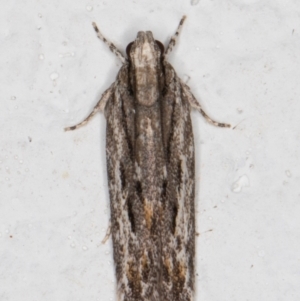 Ardozyga undescribed species nr amblopis at Melba, ACT - 29 Sep 2021