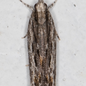 Ardozyga undescribed species nr amblopis at Melba, ACT - 29 Sep 2021