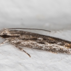 Ardozyga undescribed species nr amblopis at Melba, ACT - 29 Sep 2021