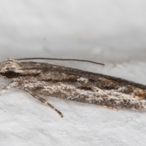 Ardozyga undescribed species nr amblopis at Melba, ACT - 29 Sep 2021