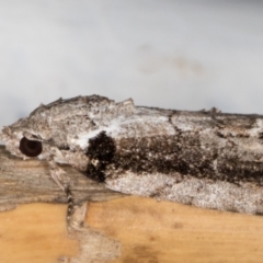 Etanna clopaea at Melba, ACT - 29 Sep 2021 09:02 PM