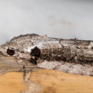 Etanna clopaea at Melba, ACT - 29 Sep 2021 09:02 PM