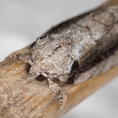 Etanna clopaea at Melba, ACT - 29 Sep 2021 09:02 PM