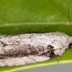 Etanna clopaea at Melba, ACT - 29 Sep 2021 09:02 PM