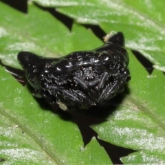 Acari (informal subclass) (Unidentified mite) at Acton, ACT - 5 Dec 2021 by TimL