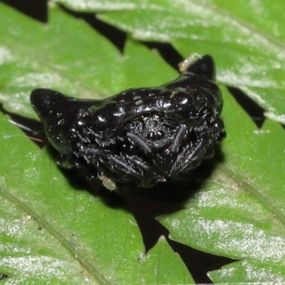 Acari (informal subclass) (Unidentified mite) at ANBG - 5 Dec 2021 by TimL