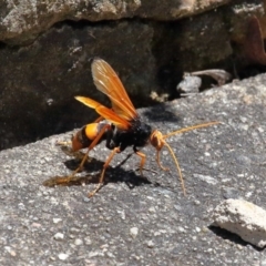 Cryptocheilus sp. (genus) (Spider wasp) at ANBG - 3 Dec 2021 by TimL