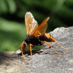 Cryptocheilus sp. (genus) at Acton, ACT - 3 Dec 2021