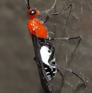 Braconidae (family) at Acton, ACT - 3 Dec 2021