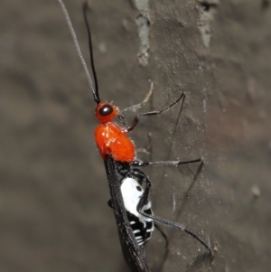 Braconidae (family) at Acton, ACT - 3 Dec 2021