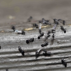 Ochetellus sp. (genus) (Black House Ant) at Acton, ACT - 3 Dec 2021 by TimL
