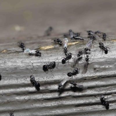 Ochetellus sp. (genus) (Black House Ant) at ANBG - 3 Dec 2021 by TimL
