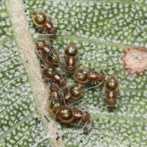 Symphypleona sp. (order) at Acton, ACT - 3 Dec 2021