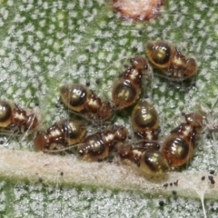 Symphypleona sp. (order) at Acton, ACT - 3 Dec 2021