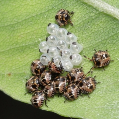 Pentatomoidea (superfamily) (Unidentified Shield or Stink bug) at Acton, ACT - 3 Dec 2021 by TimL