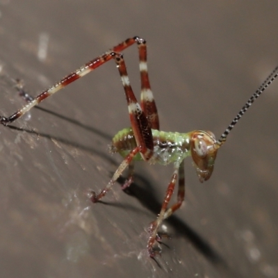 Caedicia simplex (Common Garden Katydid) at Acton, ACT - 3 Dec 2021 by TimL