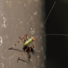 Caedicia simplex at Acton, ACT - 3 Dec 2021