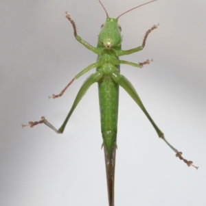 Conocephalomima barameda at Evatt, ACT - 4 Dec 2021