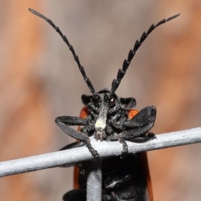 Porrostoma rhipidium (Long-nosed Lycid (Net-winged) beetle) at Acton, ACT - 3 Dec 2021 by TimL