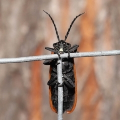 Porrostoma rhipidium at Acton, ACT - 3 Dec 2021 11:59 AM
