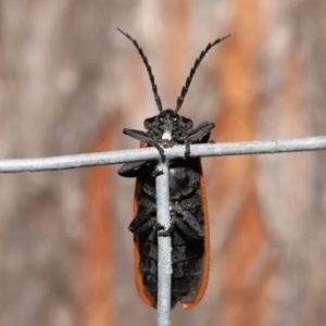 Porrostoma rhipidium at Acton, ACT - 3 Dec 2021