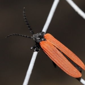 Porrostoma rhipidium at Acton, ACT - 3 Dec 2021 11:59 AM