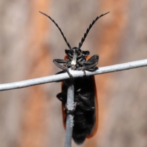 Porrostoma rhipidium at Acton, ACT - 3 Dec 2021 11:59 AM