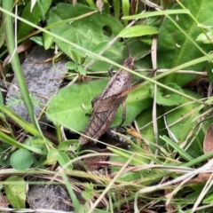 Goniaea australasiae (Gumleaf grasshopper) at Yaouk, NSW - 5 Dec 2021 by KMcCue