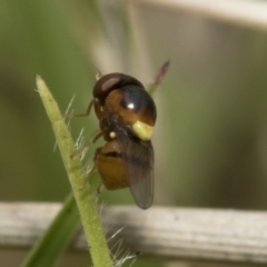 Chloropidae (family) at Yaouk, NSW - 5 Dec 2021