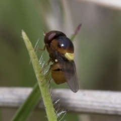 Chloropidae (family) at Yaouk, NSW - 5 Dec 2021