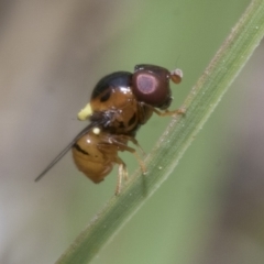 Chloropidae (family) at Yaouk, NSW - 5 Dec 2021