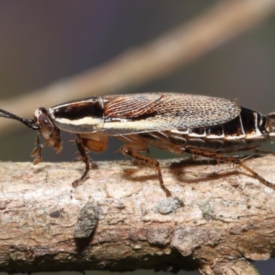 Balta bicolor (A balta cockroach) at ANBG - 3 Dec 2021 by TimL