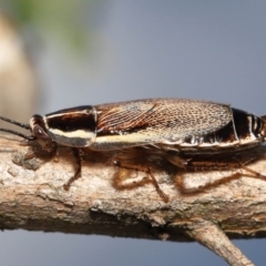 Balta bicolor at Acton, ACT - 3 Dec 2021 11:52 AM