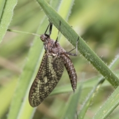 Ephemeroptera (order) at Yaouk, NSW - 5 Dec 2021 12:09 PM