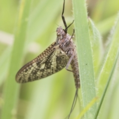 Ephemeroptera (order) at Yaouk, NSW - 5 Dec 2021 12:09 PM