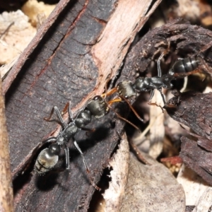 Myrmecia sp., pilosula-group at Acton, ACT - 5 Dec 2021