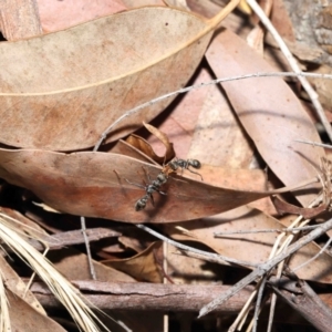 Myrmecia sp., pilosula-group at Acton, ACT - 5 Dec 2021