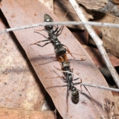 Myrmecia sp., pilosula-group at Acton, ACT - 5 Dec 2021