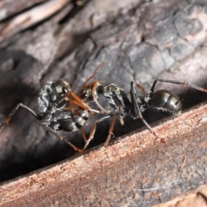 Myrmecia sp., pilosula-group at Acton, ACT - 5 Dec 2021