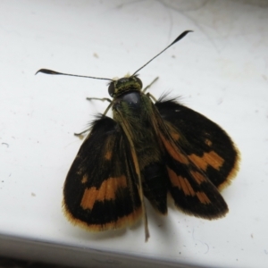 Ocybadistes walkeri at Hughes, ACT - 2 Dec 2021 04:23 PM