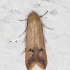 Tachystola hemisema (A Concealer moth) at Melba, ACT - 29 Sep 2021 by kasiaaus