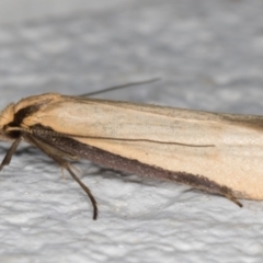 Philobota mathematica group undescribed species. (A concealer moth) at Melba, ACT - 28 Sep 2021 by kasiaaus