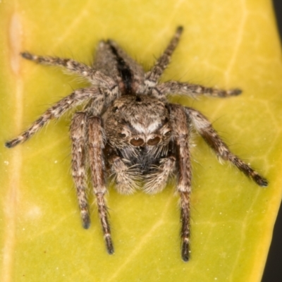 Servaea narraweena (A jumping spider) at Melba, ACT - 28 Sep 2021 by kasiaaus