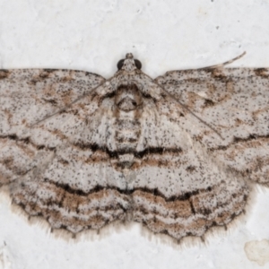 Didymoctenia exsuperata at Melba, ACT - 29 Sep 2021