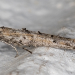 Epermenia exilis (Shark Moth (family Epermeniidae)) at Melba, ACT - 30 Sep 2021 by kasiaaus