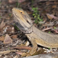 Pogona barbata (Eastern Bearded Dragon) at Acton, ACT - 3 Dec 2021 by TimL