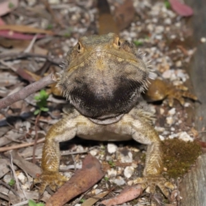 Pogona barbata at Acton, ACT - 3 Dec 2021