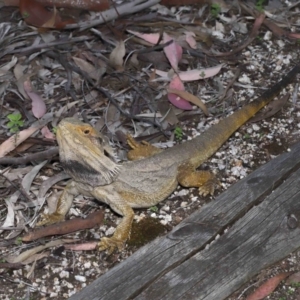 Pogona barbata at Acton, ACT - 3 Dec 2021