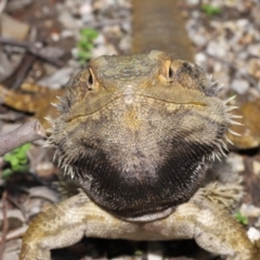 Pogona barbata at Acton, ACT - 3 Dec 2021