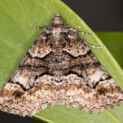 Gastrina cristaria (Wave-lined Geometrid) at Melba, ACT - 30 Sep 2021 by kasiaaus